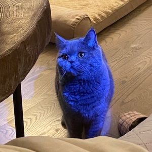 Meet your Posher, Carman